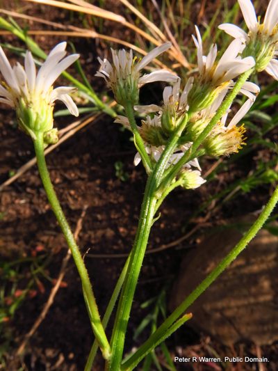 Afroaster pleiocephalus, photographed by Peter Warren