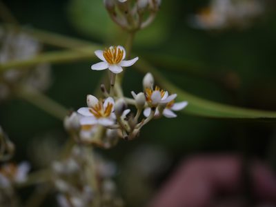 Poeciloneuron indicum, photographed by Dinesh Valke