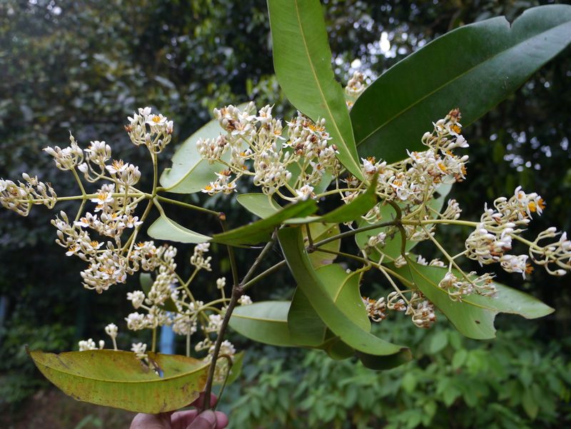 Poeciloneuron indicum, photographed by Dinesh Valke
