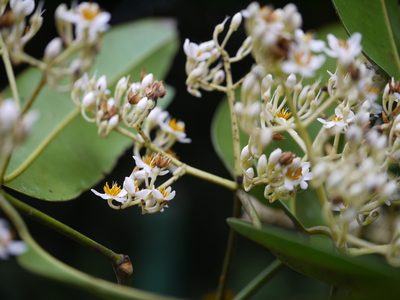 Poeciloneuron indicum, photographed by Dinesh Valke