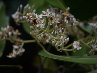 Poeciloneuron indicum, photographed by Dinesh Valke