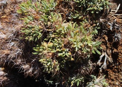 Blepharis furcata, photographed by Tony Rebelo