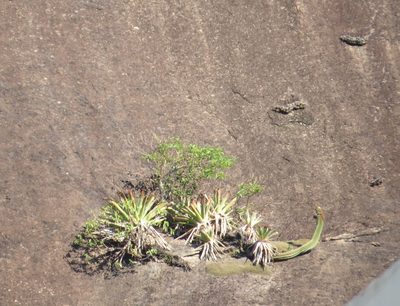 Coleocephalocereus fluminensis, photographed by Victor Farjalla Pontes