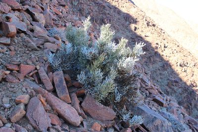 Euphorbia gummifera, photographed by Tony Rebelo