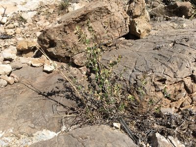 Brickellia baccharidea, photographed by Cecelia Alexander