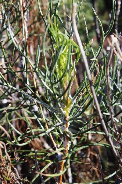 Euryops wageneri, photographed by Tony Rebelo