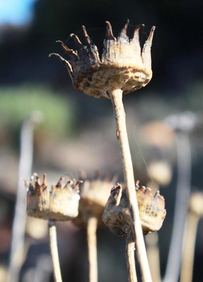 Euryops wageneri, photographed by Tony Rebelo