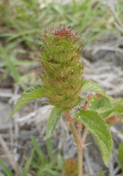 Acalypha ecklonii, photographed by Nicola van Berkel