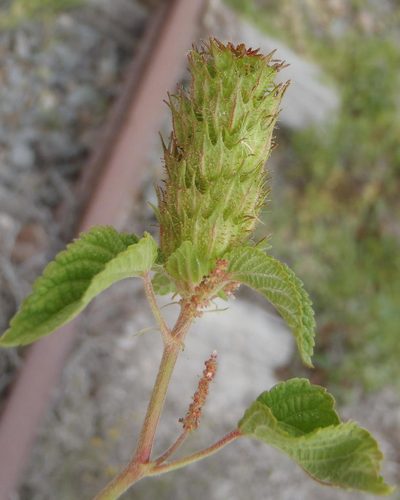 Acalypha ecklonii, photographed by Nicola van Berkel