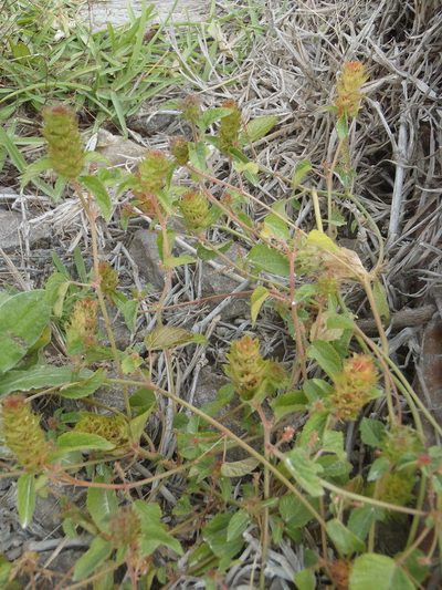 Acalypha ecklonii, photographed by Nicola van Berkel