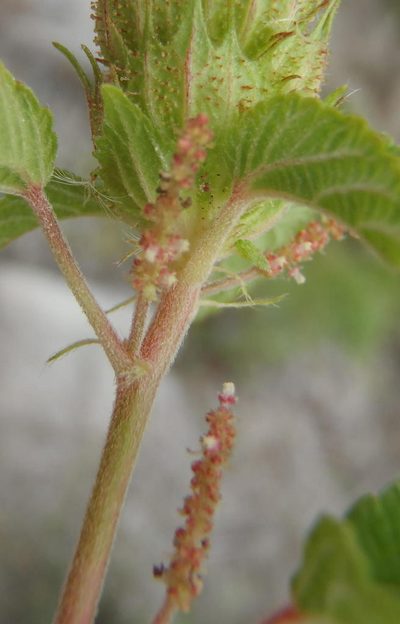 Acalypha ecklonii, photographed by Nicola van Berkel
