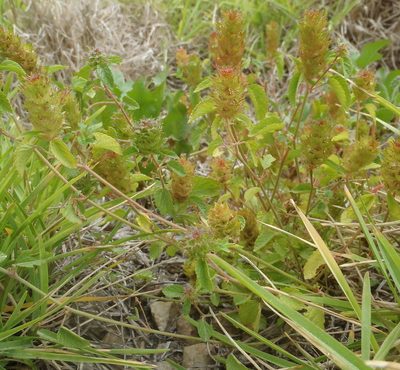 Acalypha ecklonii, photographed by Nicola van Berkel