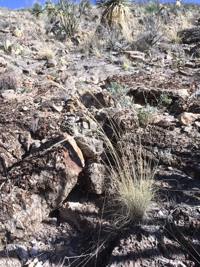 Muhlenbergia setifolia, photographed by Cecelia Alexander