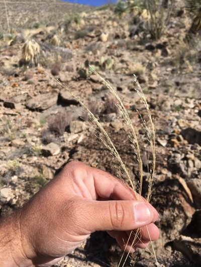 Muhlenbergia setifolia, photographed by Cecelia Alexander