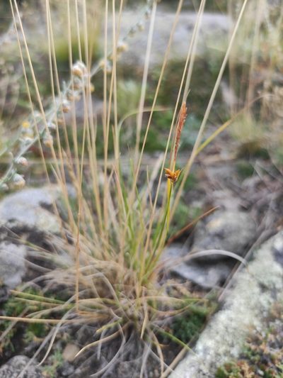 Carex korshinskyi, photographed by Юлия
