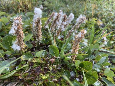 Salix arctophila, photographed by Ida B D Jacobsen