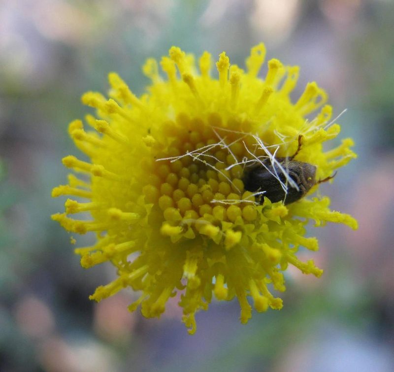 Chrysocoma tridentata, photographed by douglaseustonbrown