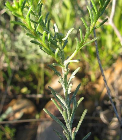 Chrysocoma tridentata, photographed by douglaseustonbrown