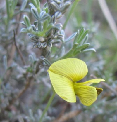 Lotononis rigida, photographed by douglaseustonbrown