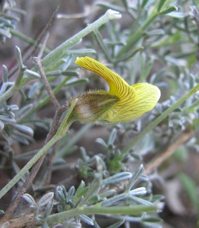 Lotononis rigida, photographed by douglaseustonbrown