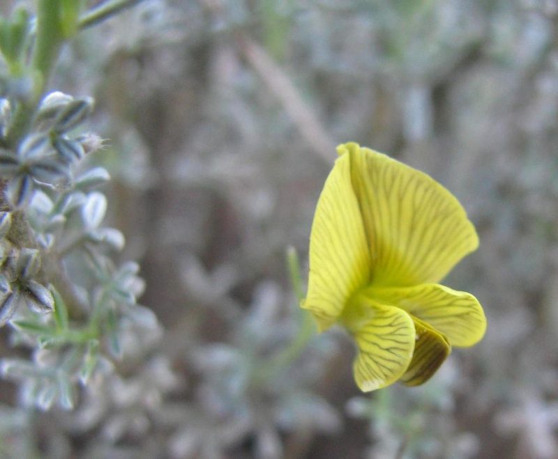 Lotononis rigida, photographed by douglaseustonbrown
