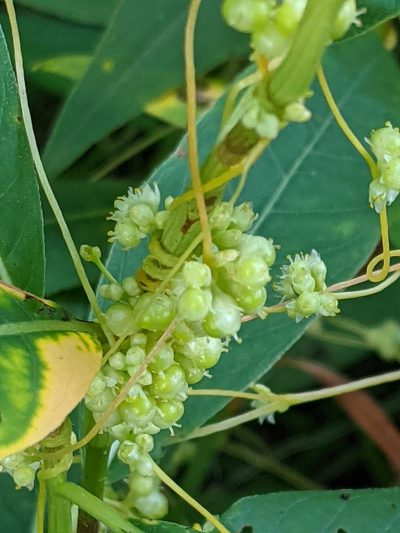 Cuscuta polygonorum, photographed by Benoit Renaud