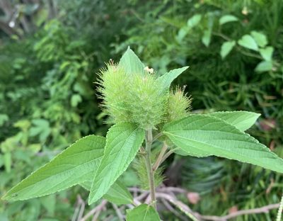 Acalypha arvensis, photographed by natalie