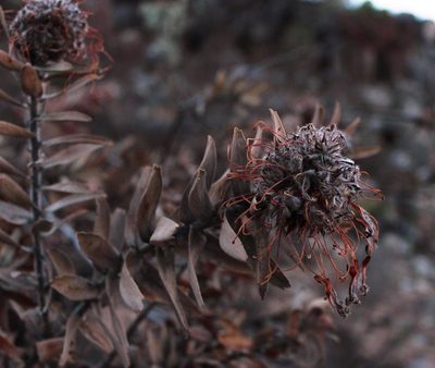 Leucospermum vestitum, photographed by Tony Rebelo