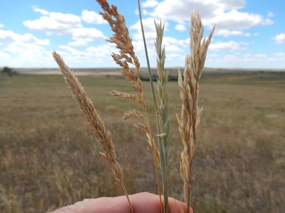 Elymus smithii, photographed by Matt Lavin