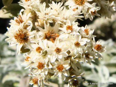 Helichrysum sutherlandii, photographed by Peter Warren