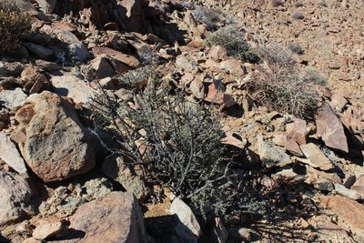 Portulacaria fruticulosa, photographed by Tony Rebelo