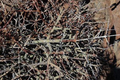 Euphorbia spinea, photographed by Tony Rebelo