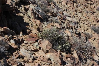 Euphorbia spinea, photographed by Tony Rebelo