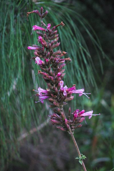Syncolostemon densiflorus, photographed by magriet b