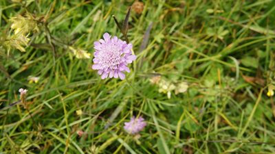 Scabiosa lucida, photographed by Vanessa Nardini