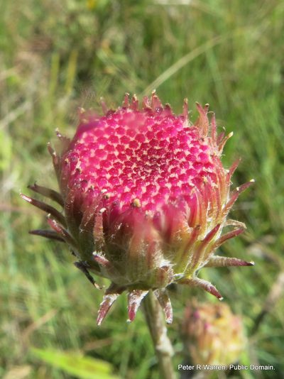 Senecio dregeanus, photographed by Peter Warren