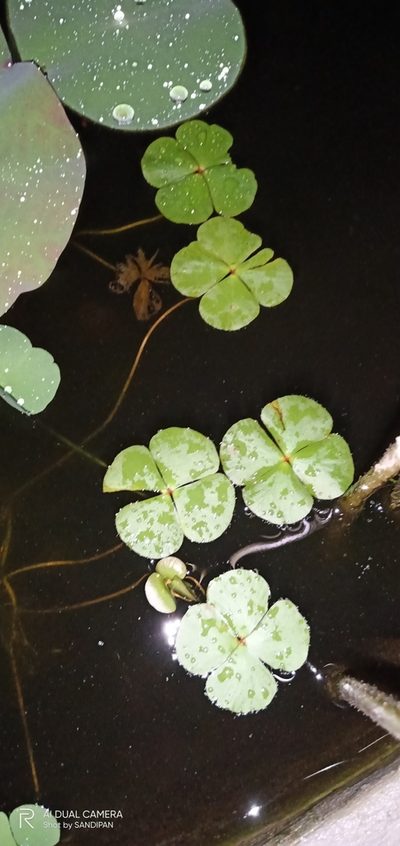 Marsilea quadrifolia, photographed by Sandipan Das