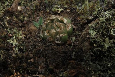 Haworthia mucronata, photographed by Brian du Preez