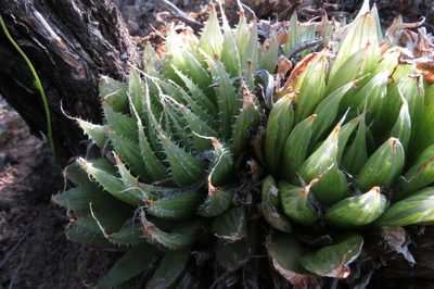 Haworthia mucronata, photographed by Brian du Preez