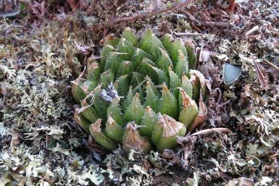 Haworthia mucronata, photographed by Brian du Preez