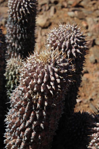 Hoodia alstonii, photographed by Tony Rebelo
