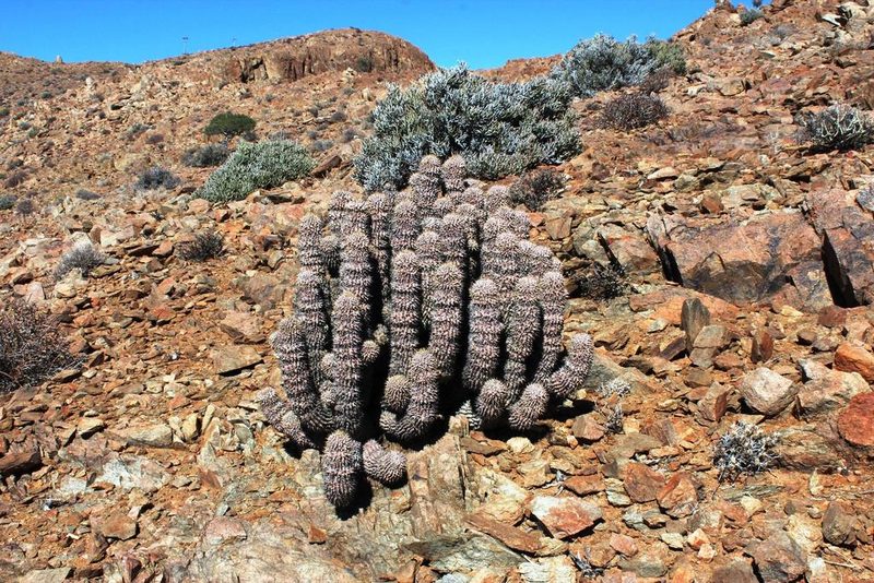 Hoodia alstonii, photographed by Tony Rebelo