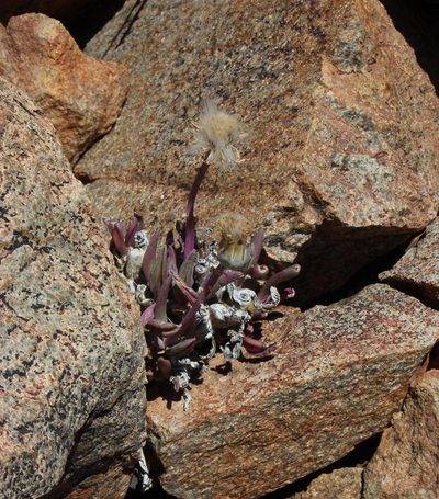 Kleinia cephalophora, photographed by Tony Rebelo