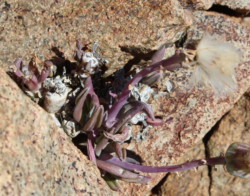 Kleinia cephalophora, photographed by Tony Rebelo