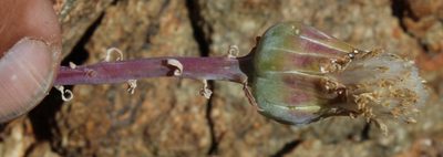 Kleinia cephalophora, photographed by Tony Rebelo