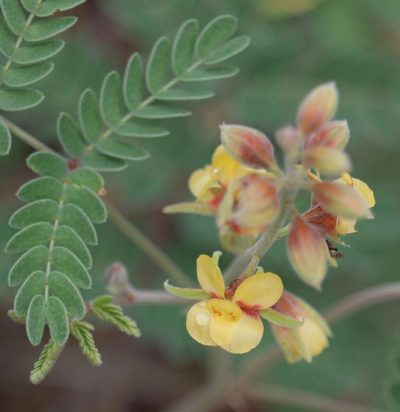 Pomaria jamesii, photographed by crseaquist