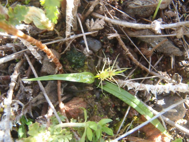 Wurmbea glassii, photographed by Nicola van Berkel
