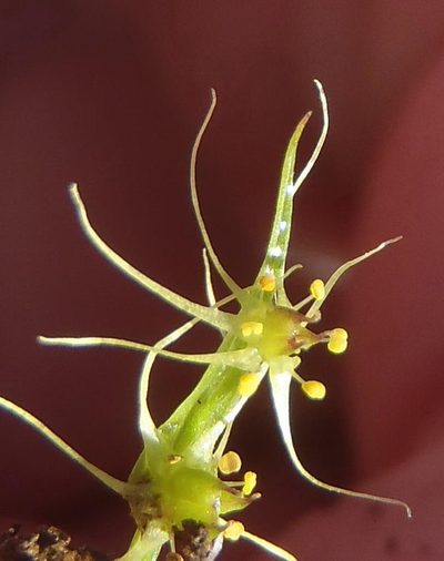 Wurmbea glassii, photographed by Nicola van Berkel