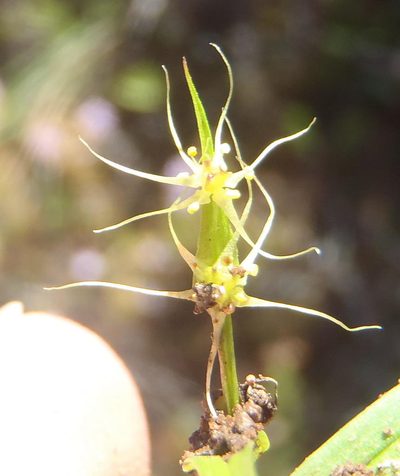 Wurmbea glassii, photographed by Nicola van Berkel