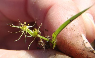 Wurmbea glassii, photographed by Nicola van Berkel